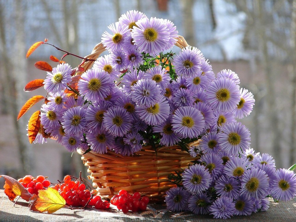 Сентябрьские цветы
