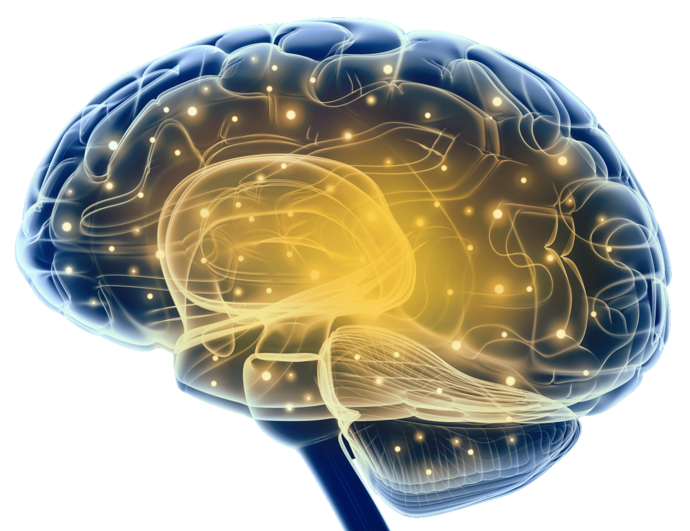 ADHD Brain