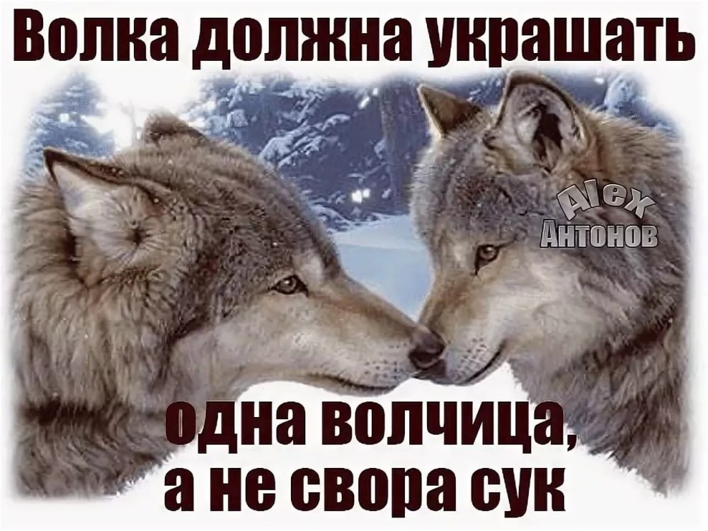 Одинокая волчица