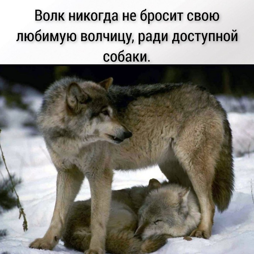 В объятиях волка