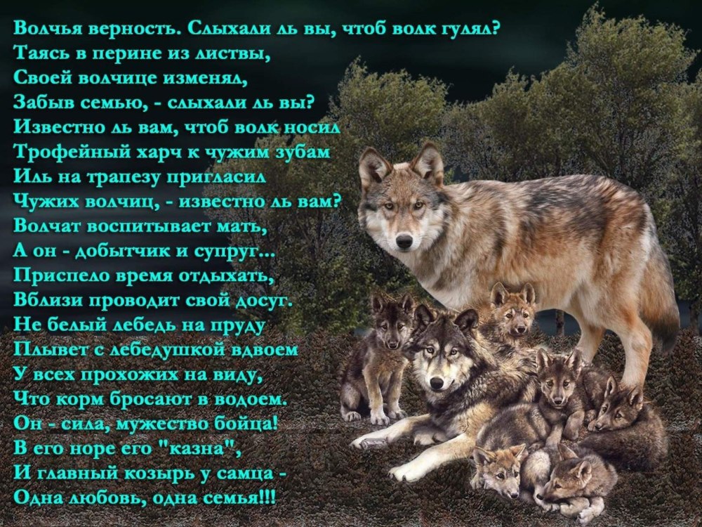 Одинокая волчица