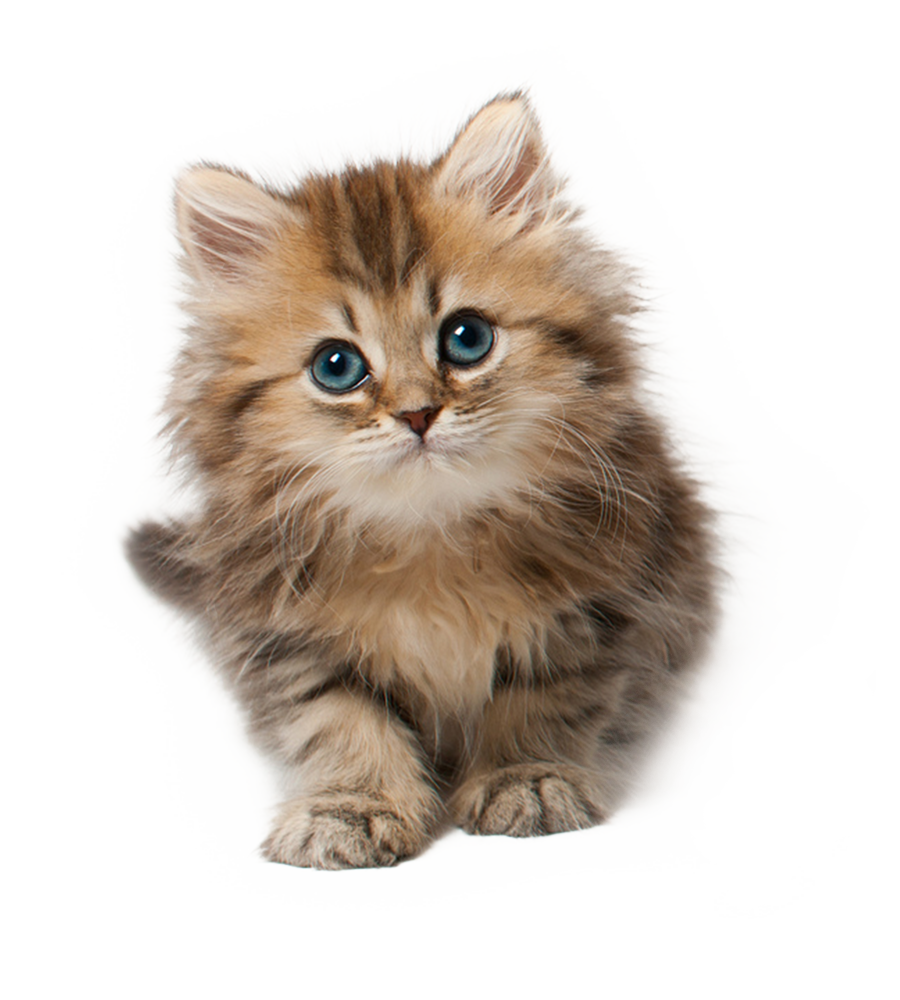 Котенок на прозрачном фоне