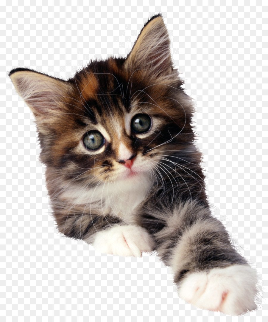 Котенок на белом фоне