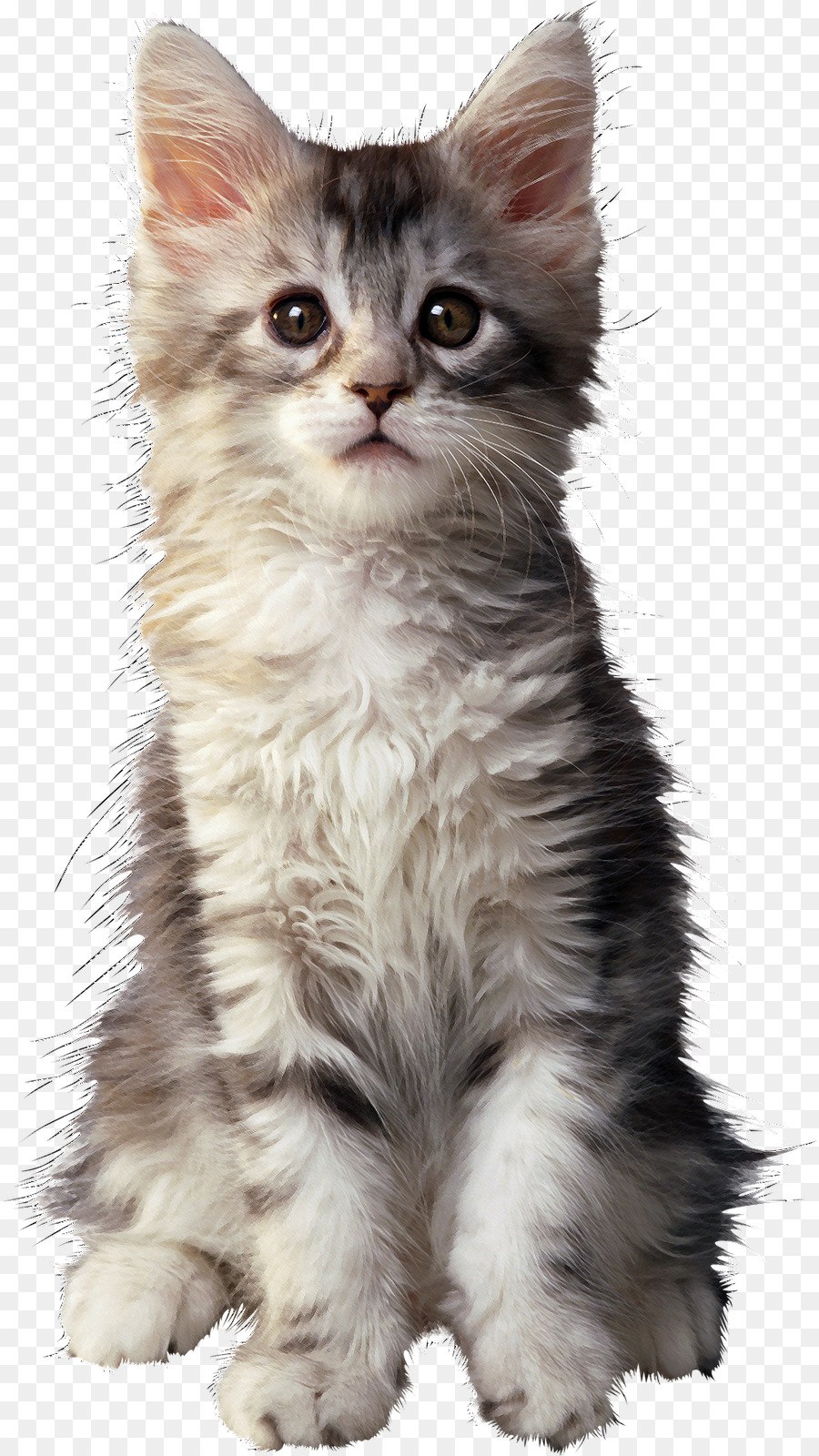 Серый котенок на белом фоне