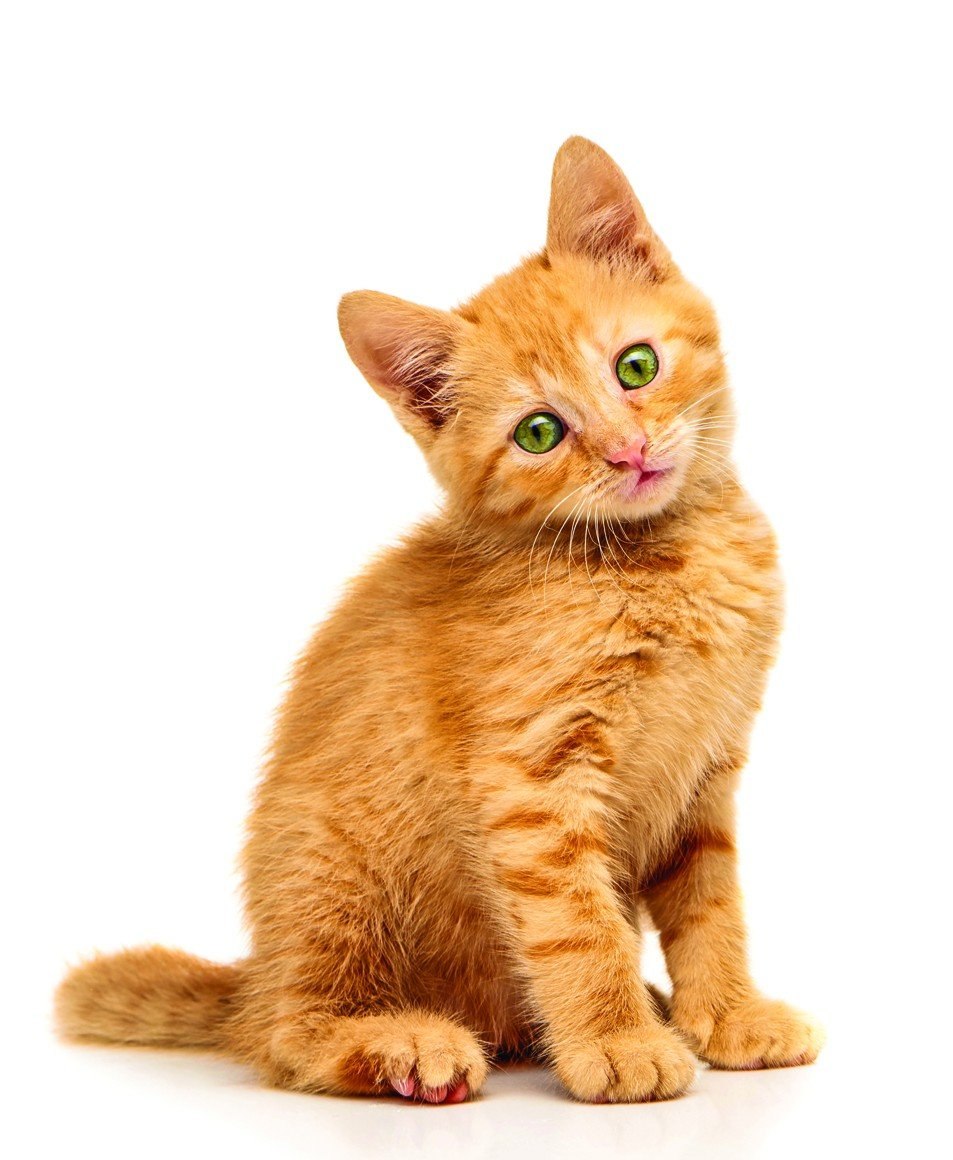 Кошка на белом фоне