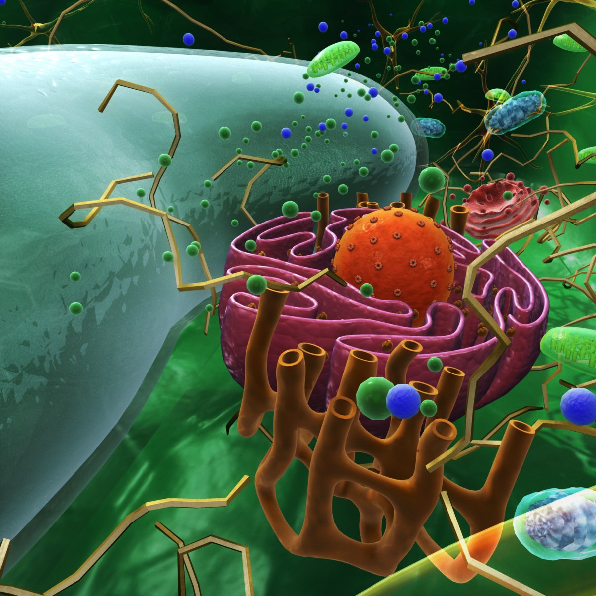 Бактерии эукариотические организмы. Эукариотическая клетка 3д моделирование. Клетка биология. Моделирование в биологии. Клетка живого организма.