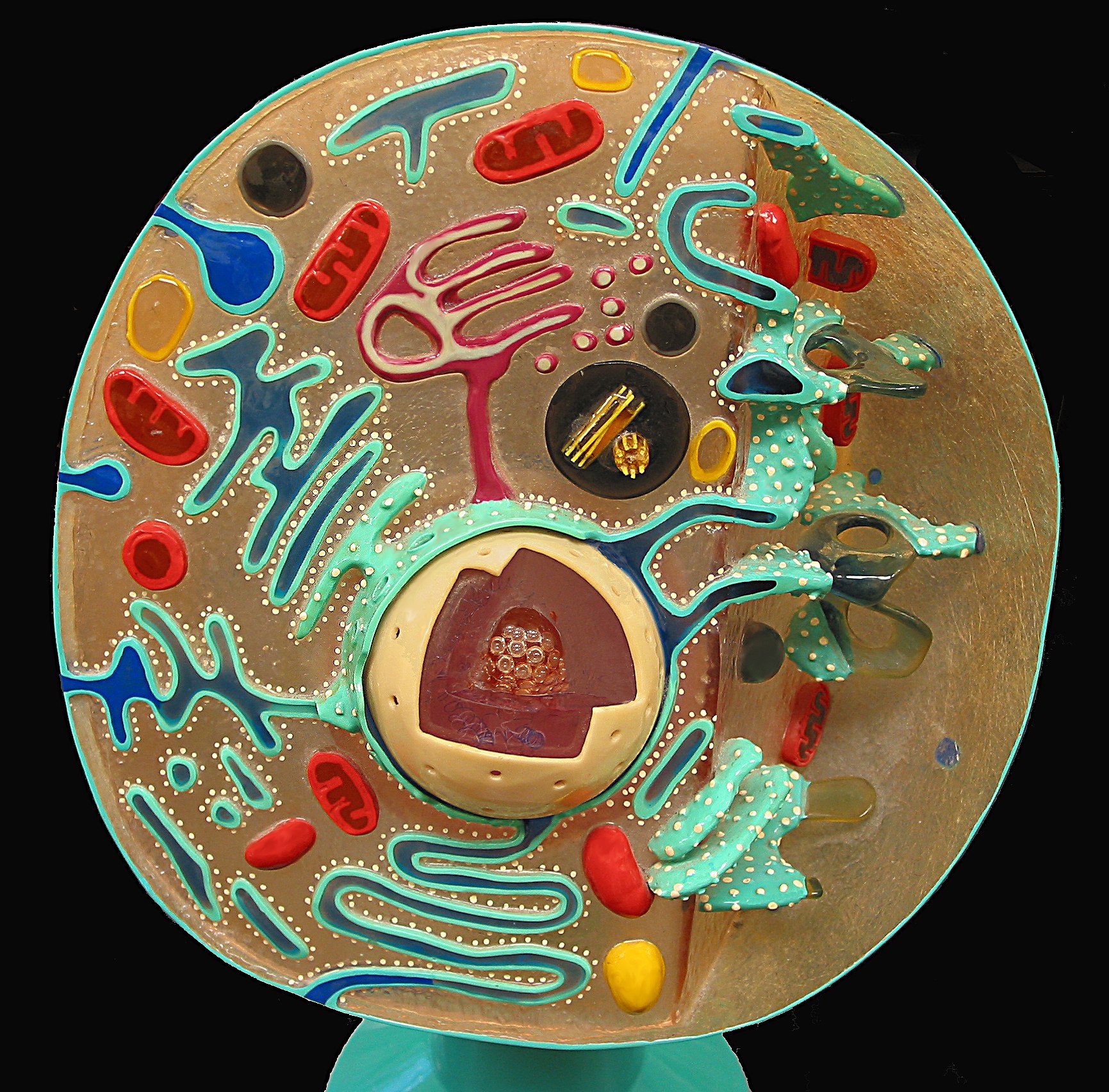 Биология из пластилина. Модель растительной клетки из пластилина 5 класс биология. Модель клетки синеножек. Макет клетки. Модель клетки животного.