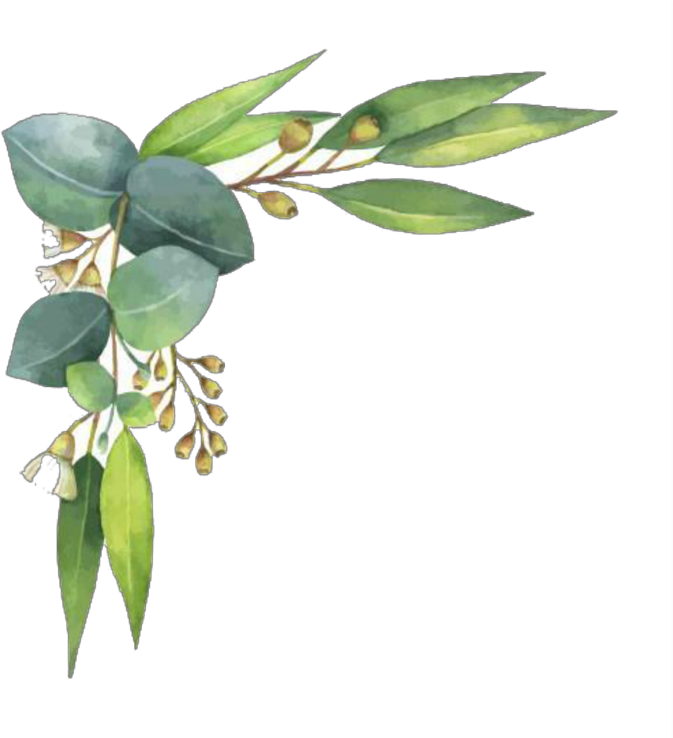 Monstera pinnatipartita/монстера пиннатипартита