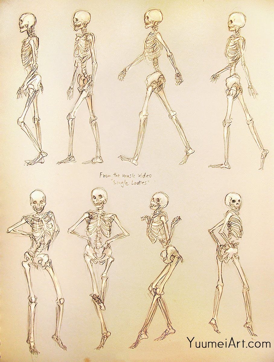 Человеческий скелет референс