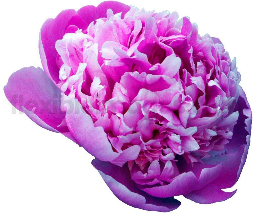 Paeonia Tango