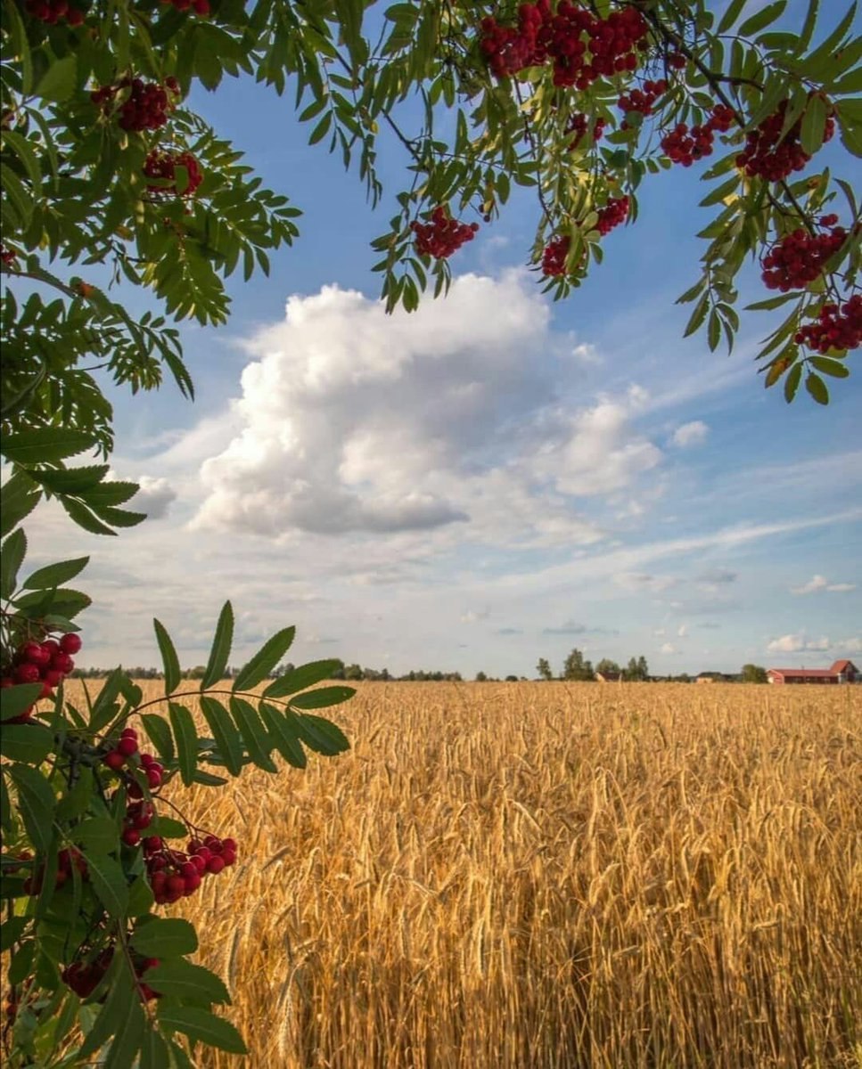 Конец августа природа