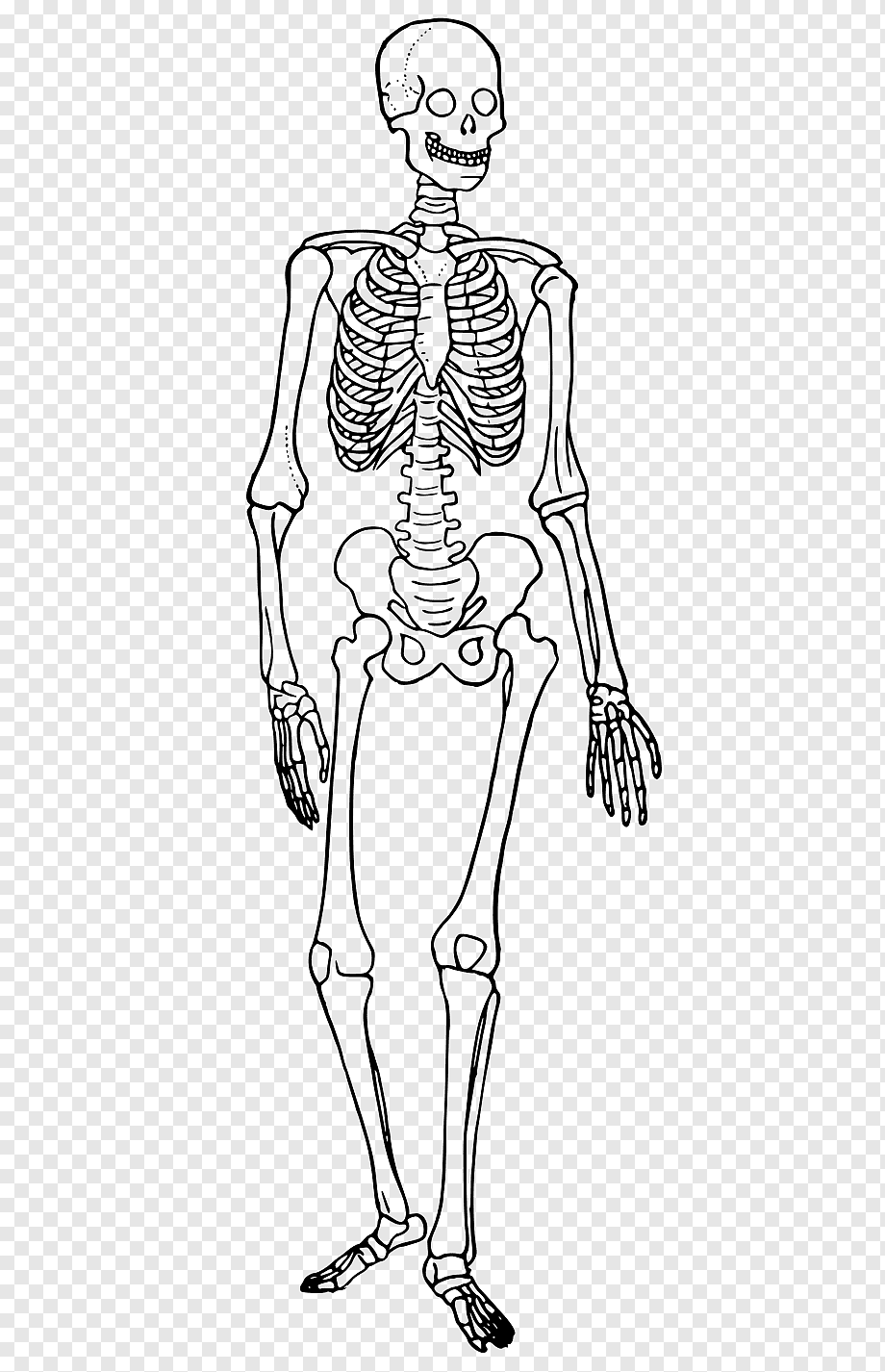 Рисунок человека биология. Скелетная система. Скелет человека. Изображение скелета человека. Раскраска скелет человека для детей.