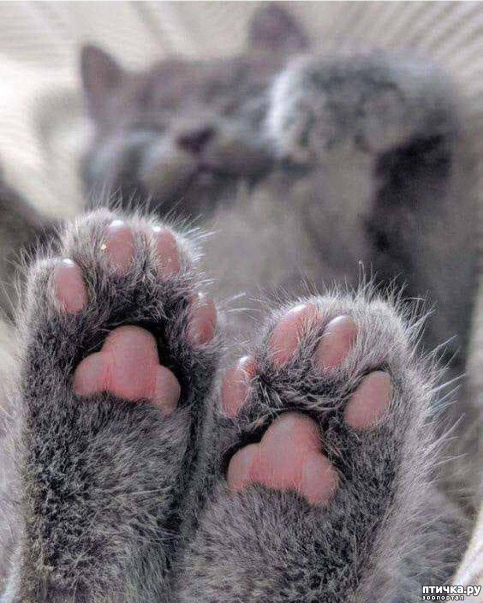 Лапка кота
