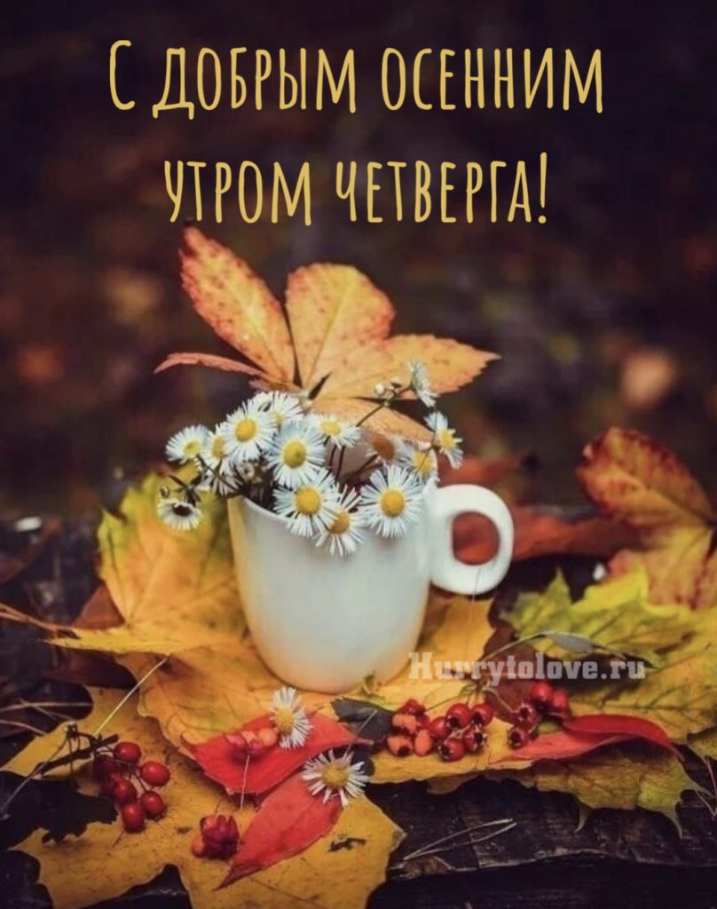 Прекрасного дня ромашки