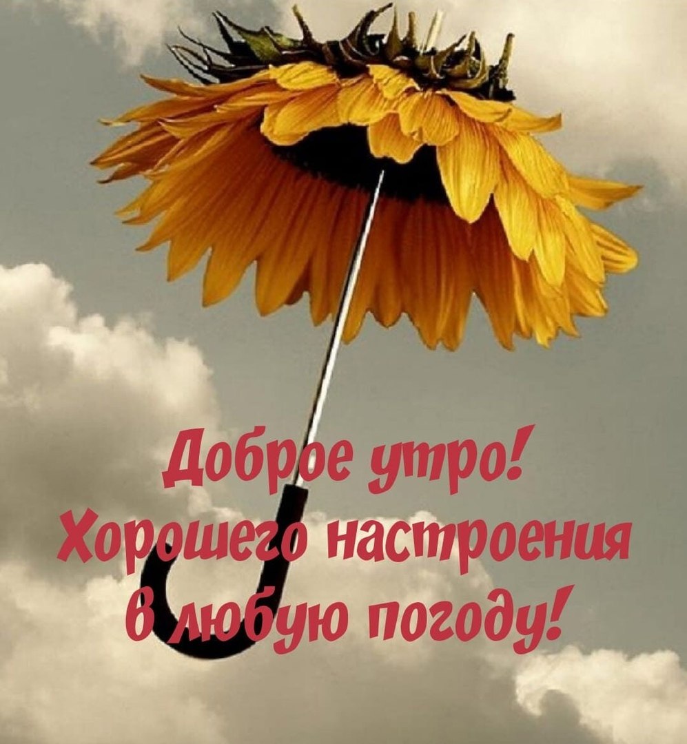 Подсолнухи на окне