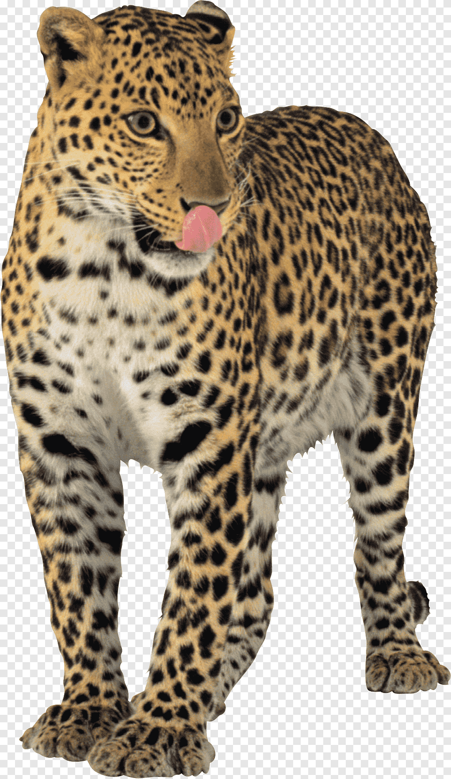 Леопард рисунок