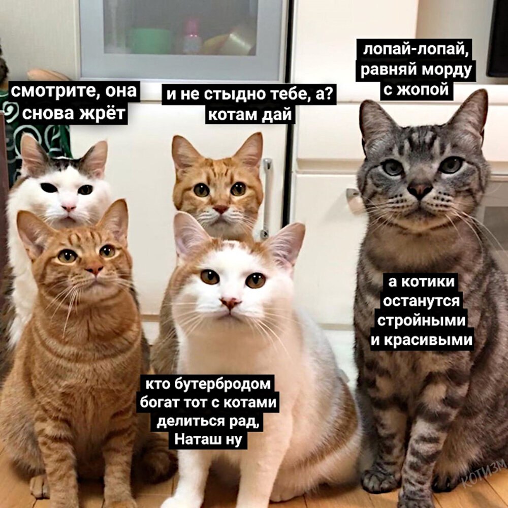 Вставай мы там все уронили кот