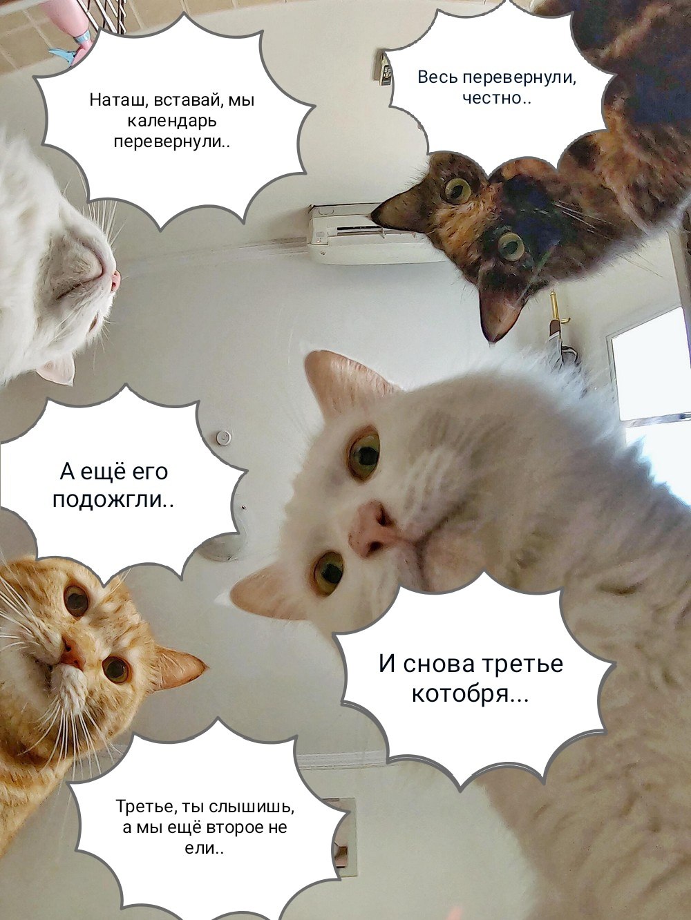 Мем Наташа вставай