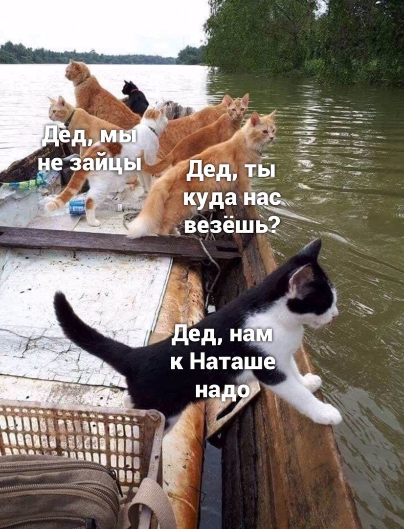 Наташа с днем рождения коты
