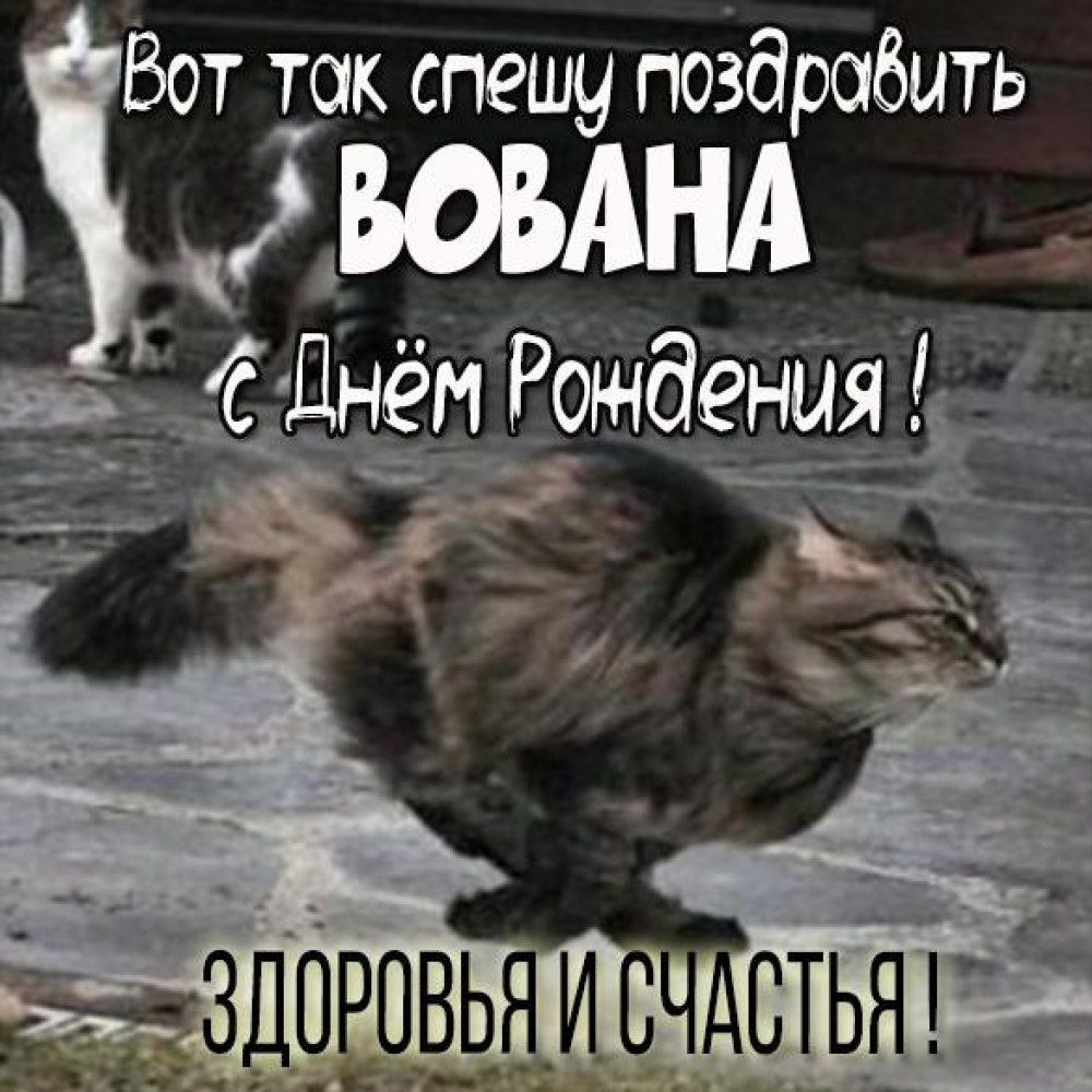 Наташа с днём рождения коты