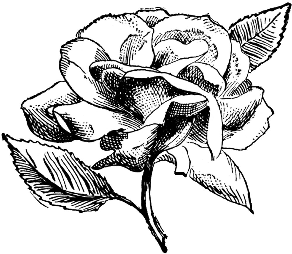 Рисунок розы для срисовки