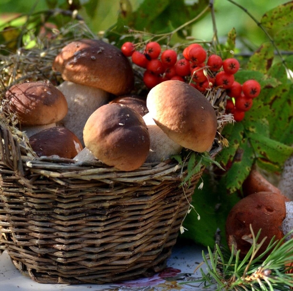 Грибы в живописи