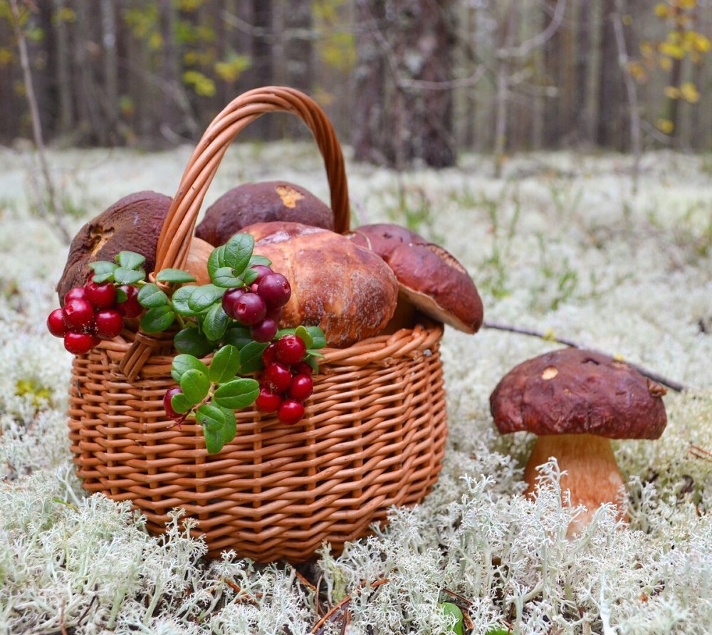 Осенние открытки с грибами