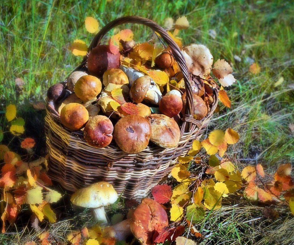 Салфетка с грибами