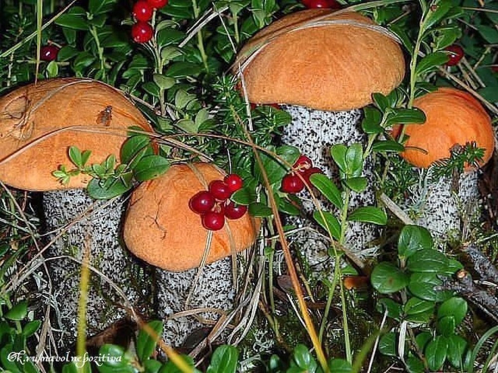 Натюрморт с белыми грибами