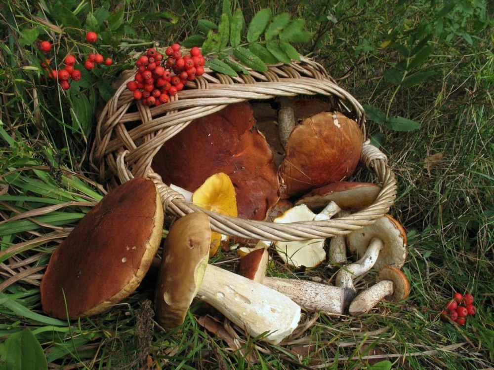 Грибочки для детского сада
