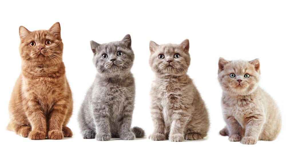 Котик на белом фоне