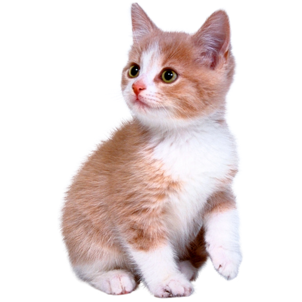 Котенок на прозрачном фоне