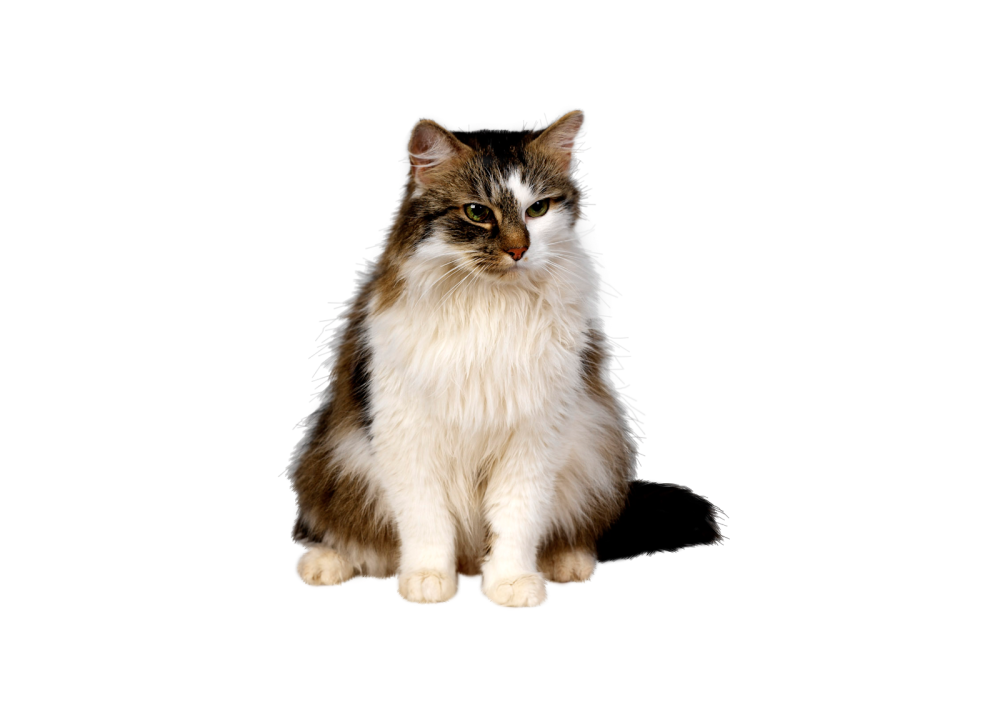 Рыжий котёнок