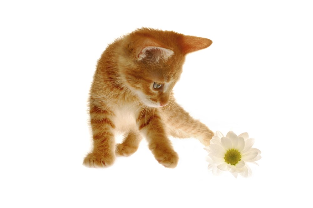 Котенок на прозрачном фоне