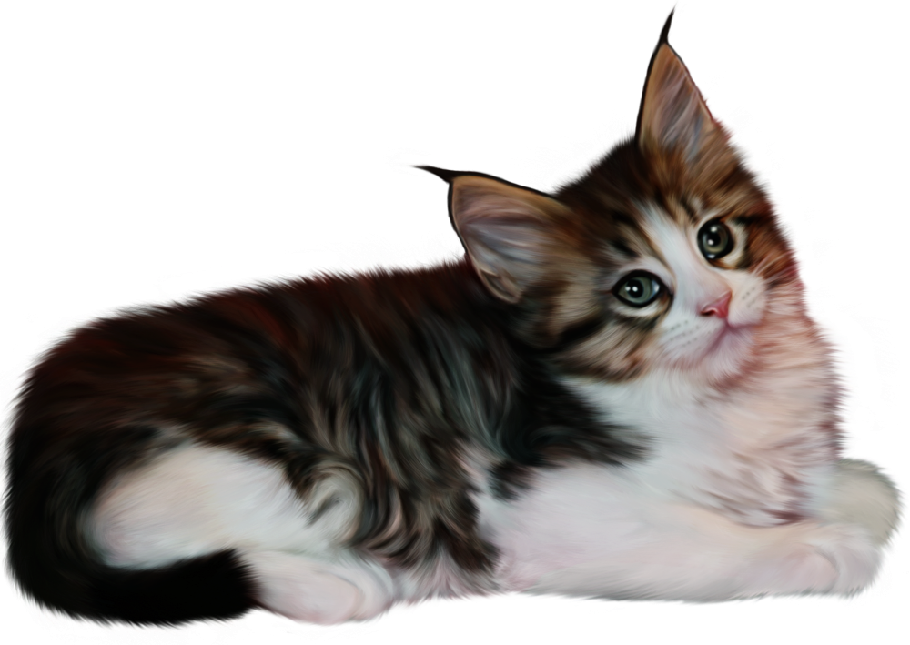 Котята на прозрачном фоне
