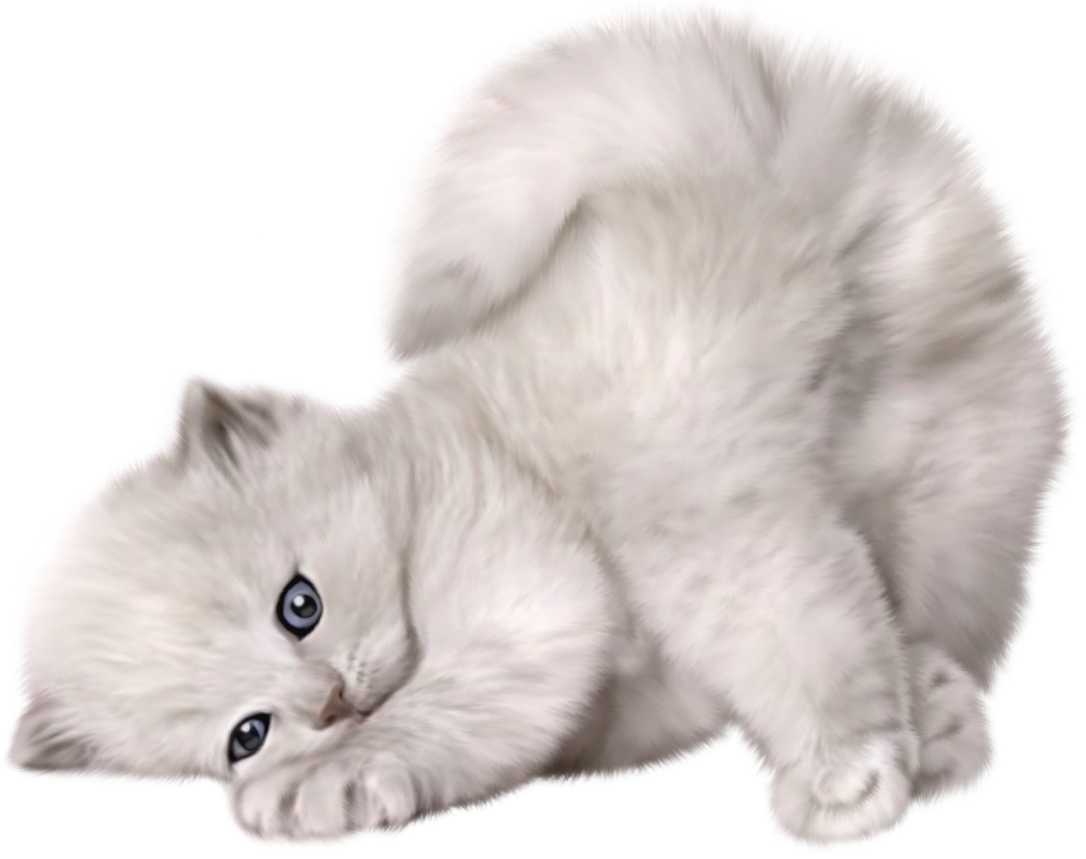 Котенок на белом фоне