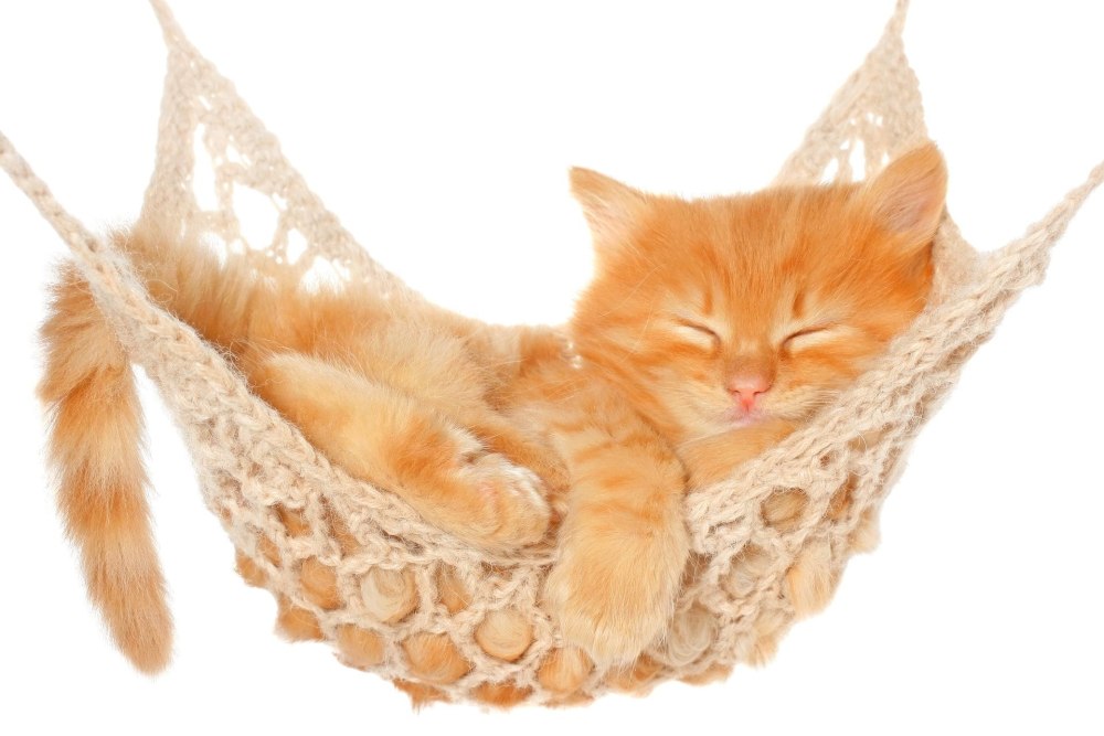 Котенок на белом фоне