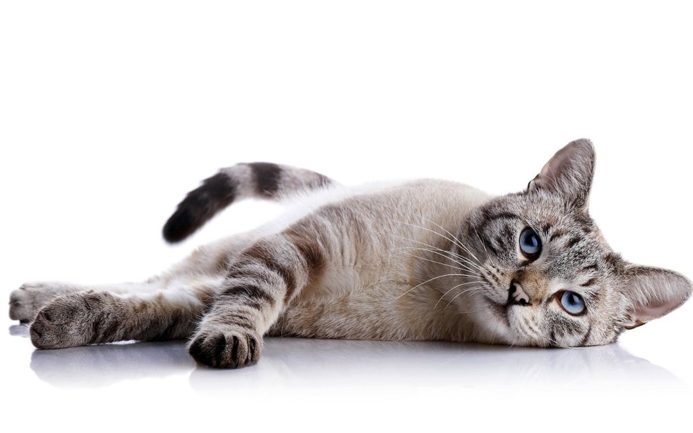 Котенок Мейн кун шерсть