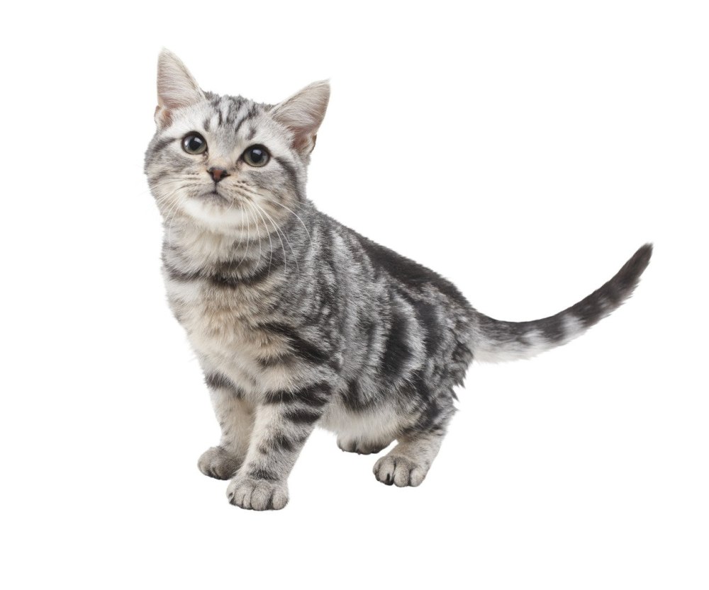 Милые котики
