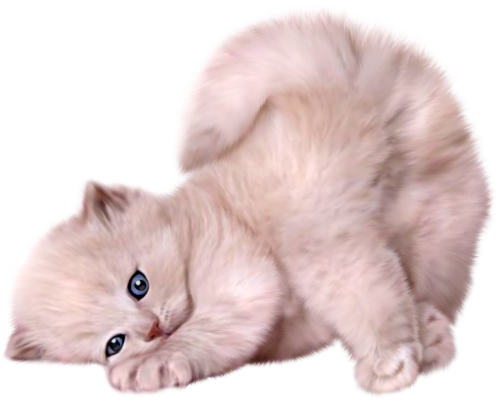 Котик на белом фоне