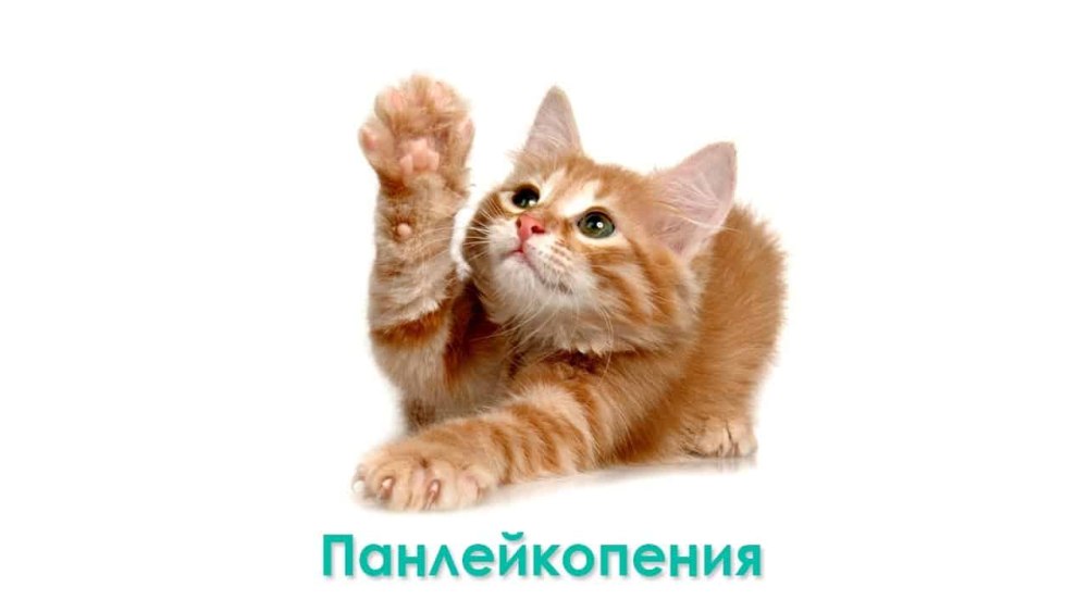 Домашние животные кошки