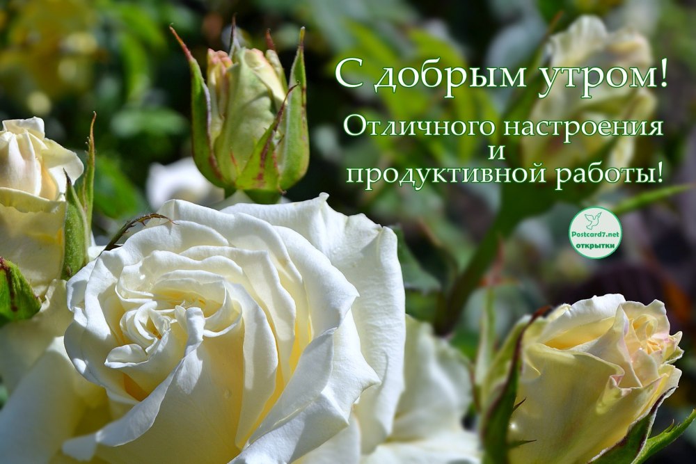 Букет роз с добрым утром