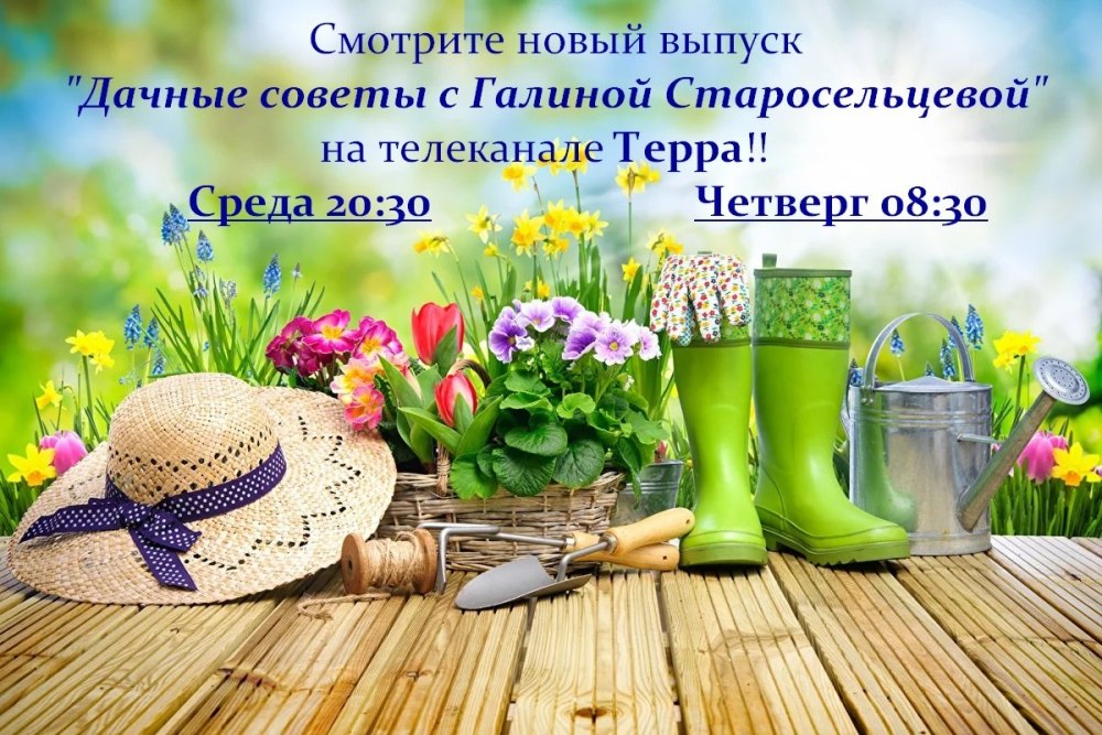 Цветы на заборе