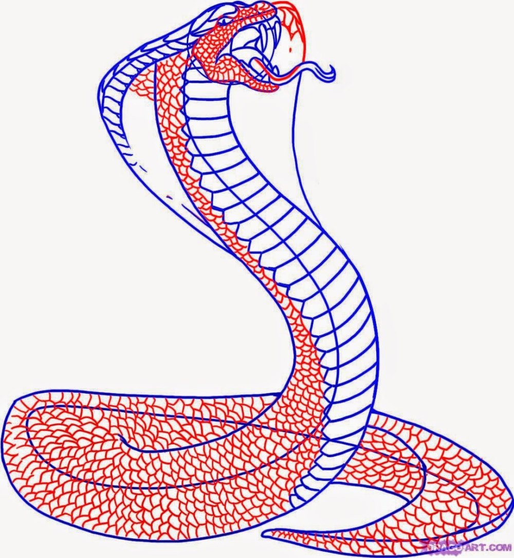 Рисунок змеи для срисовки