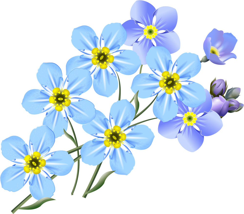 Василек акварель