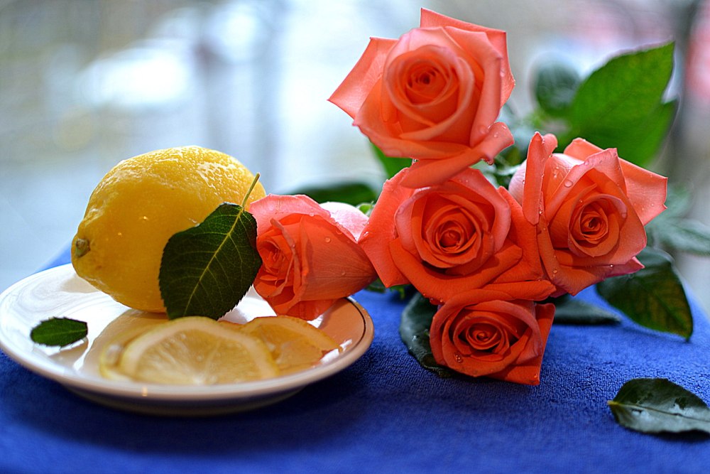 Фрезия Soleil (желтая
