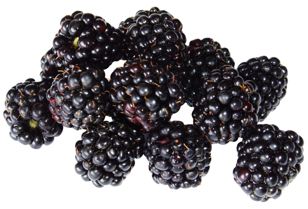 Ежевика Рубус fruticosus
