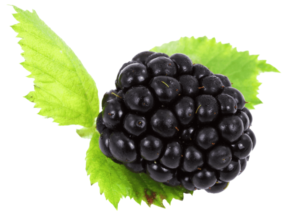 BLACKBERRY ежевика