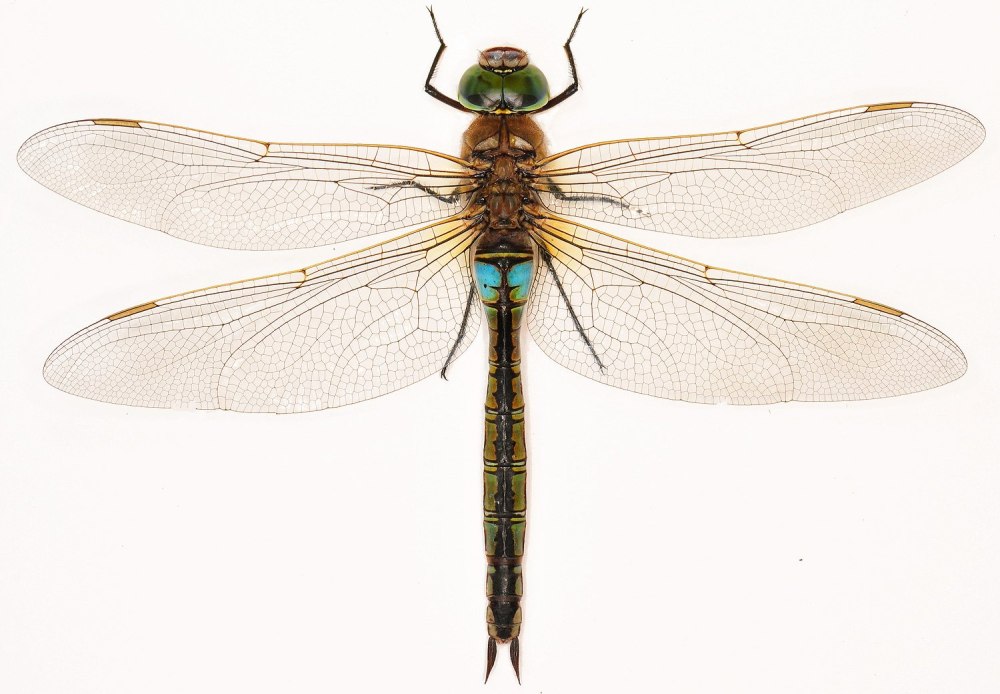 Anax Parthenope (Selys, 1839) - Стрекозы.