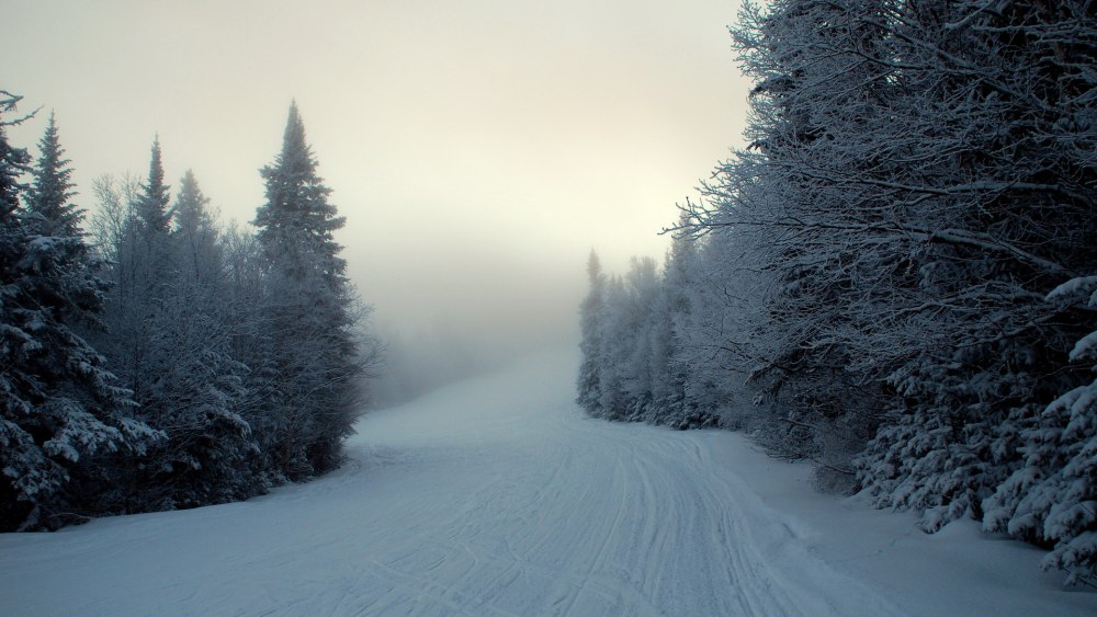 Ель в снегу